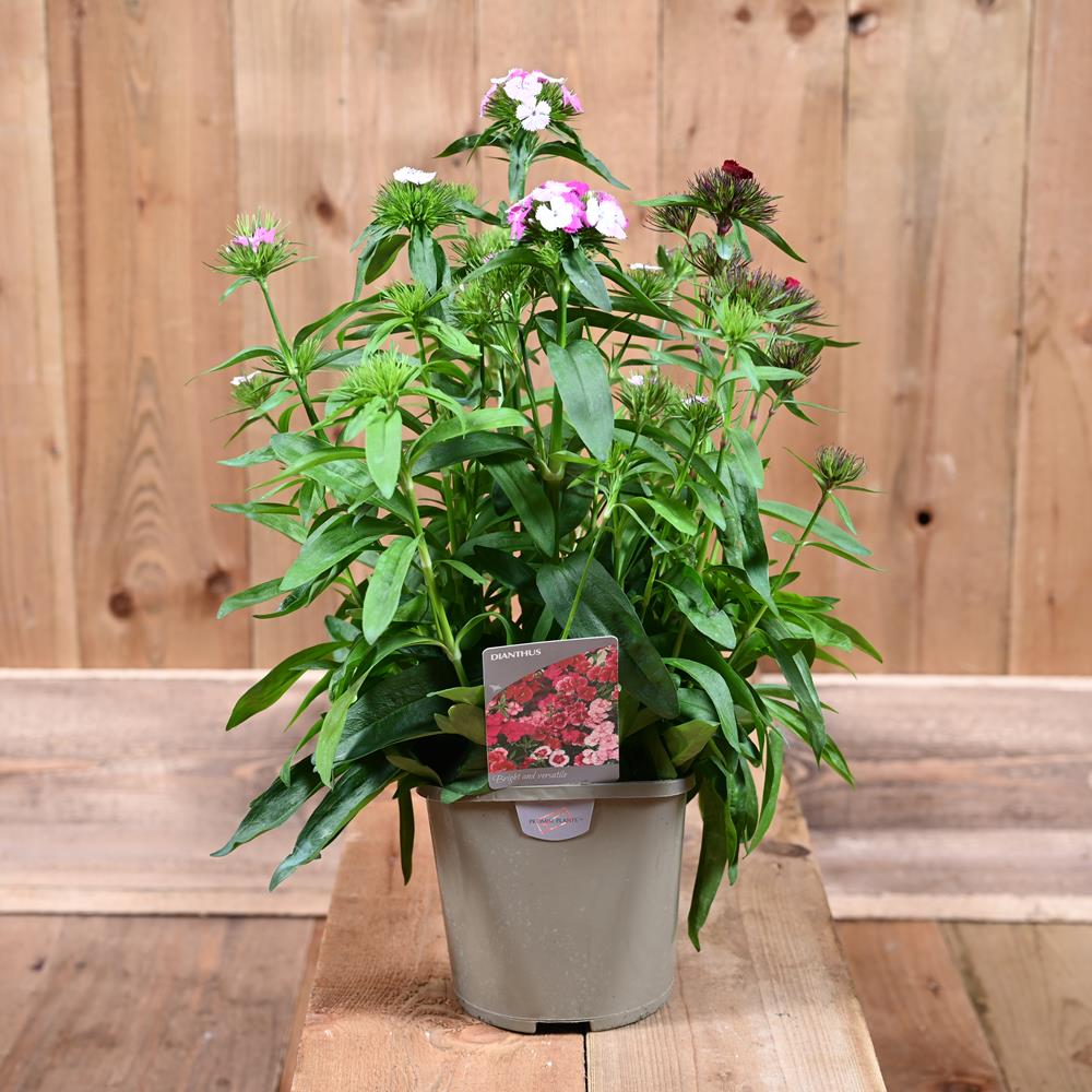 Dianthus Dash -True Sweet William In a 2L Pot