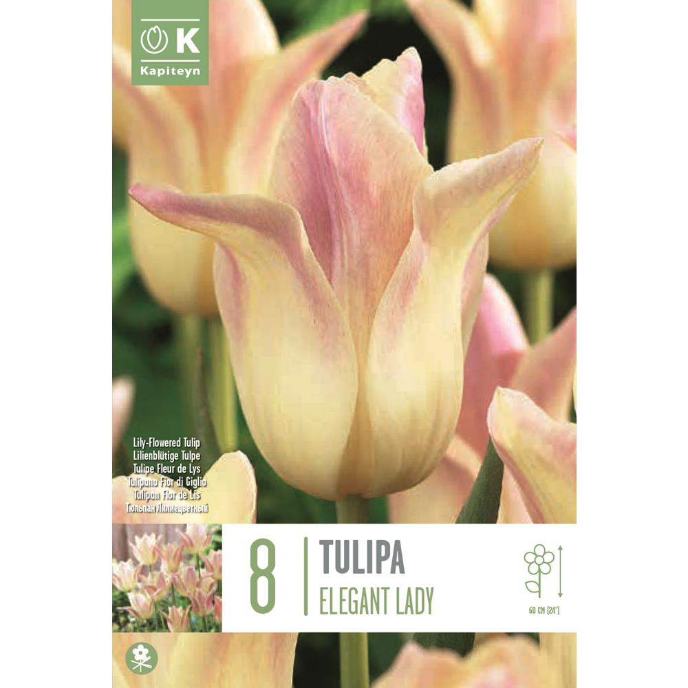 Tulip Lily Flowered Elegant Lady