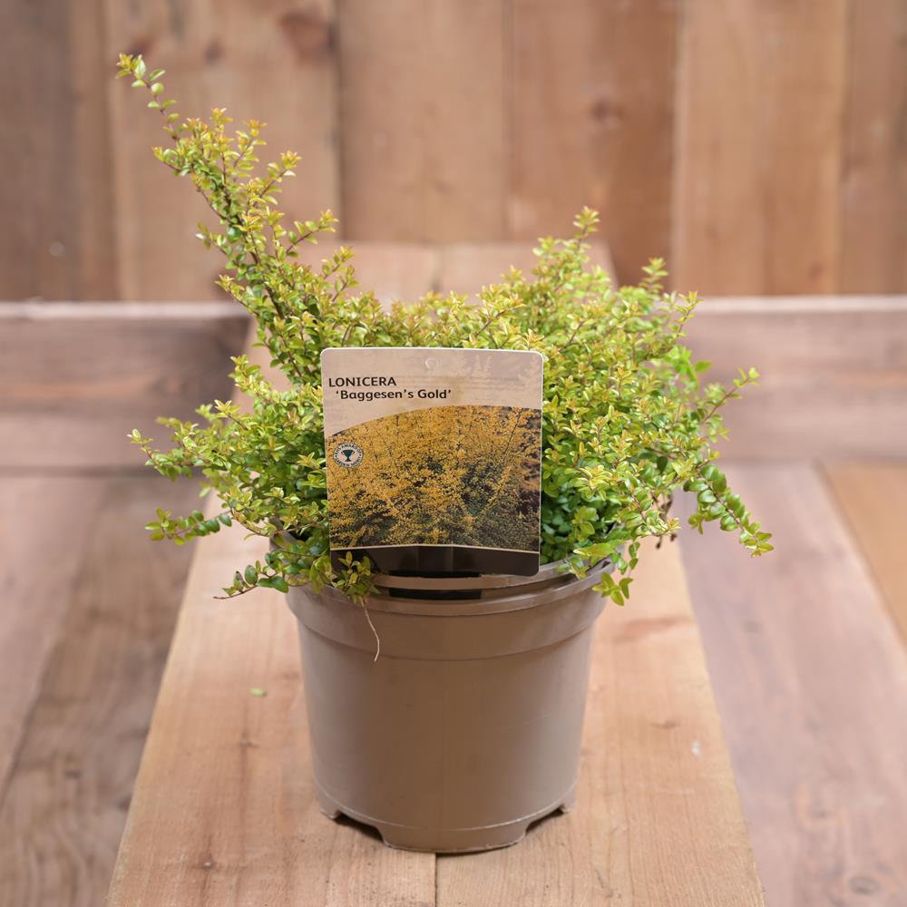 Lonicera Nitida Baggesens Gold 2L