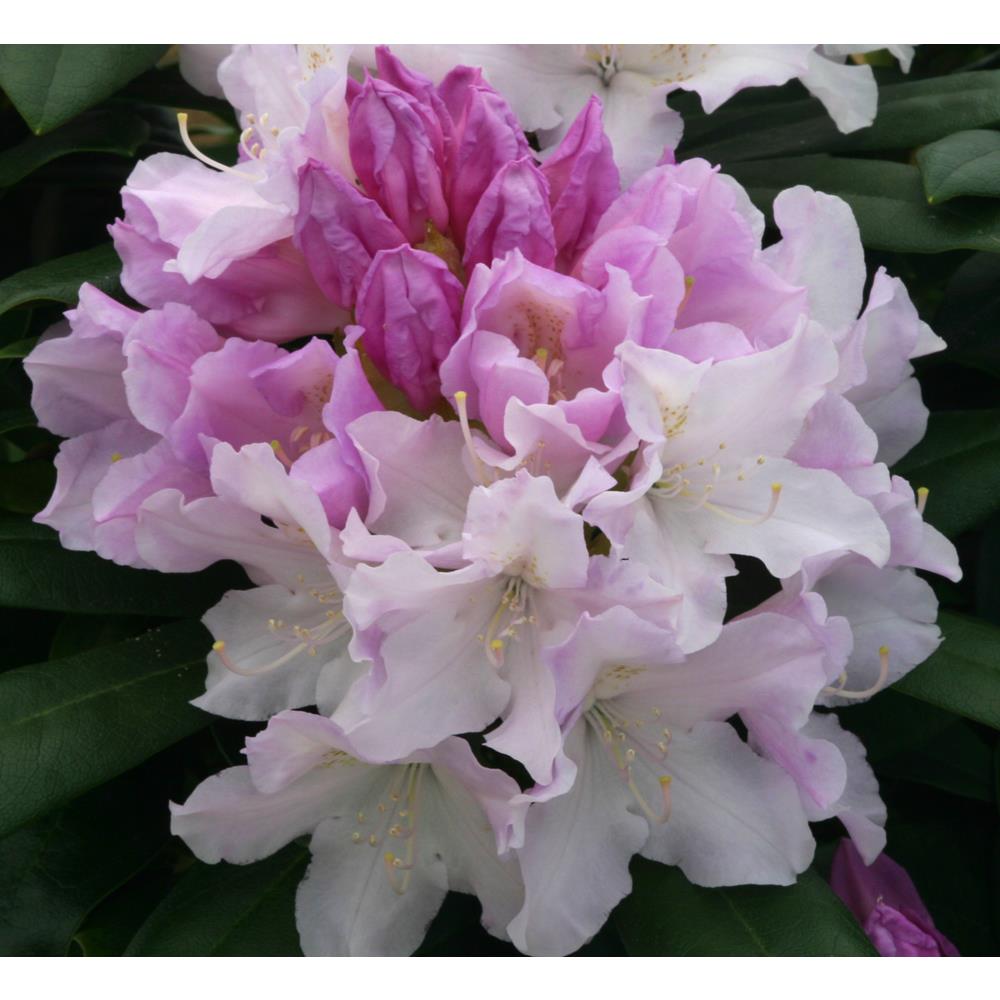 Rhododendron Yak Hoppy 3L