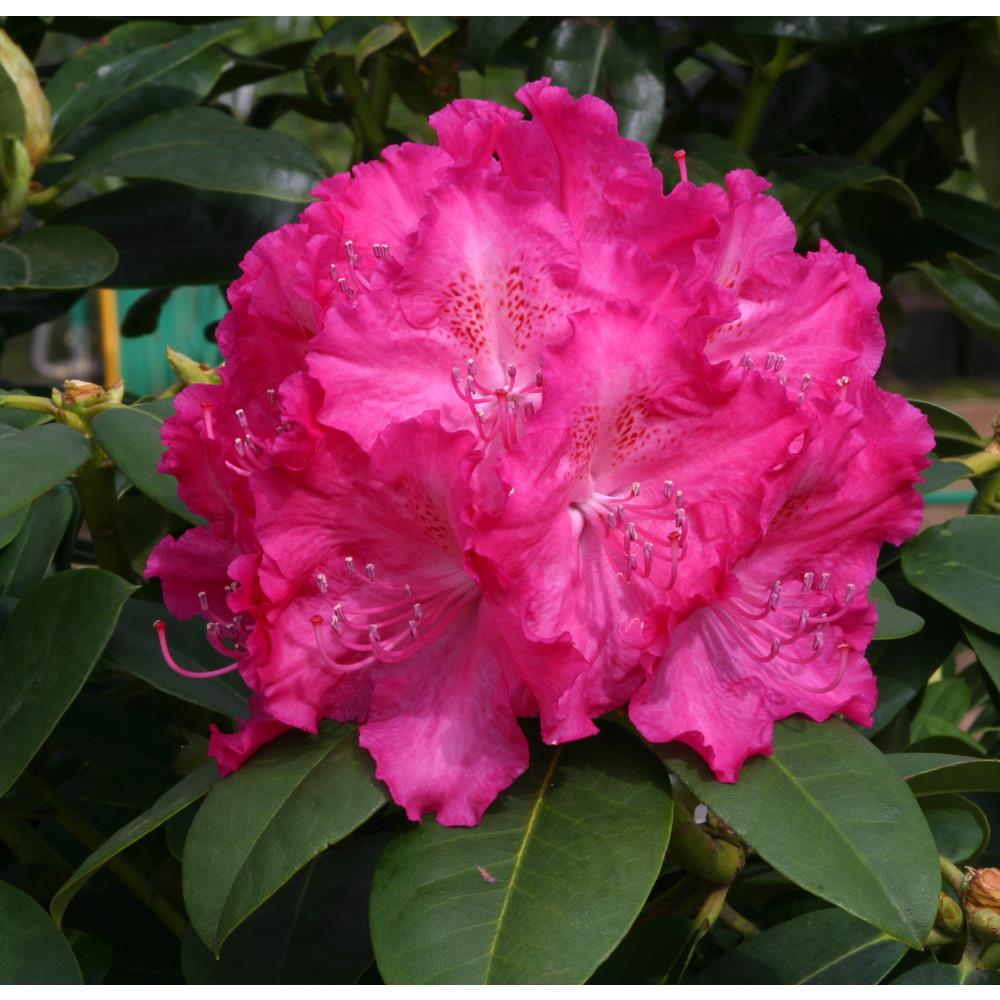 Rhododendron Compact Hybrid Germania 7.5L