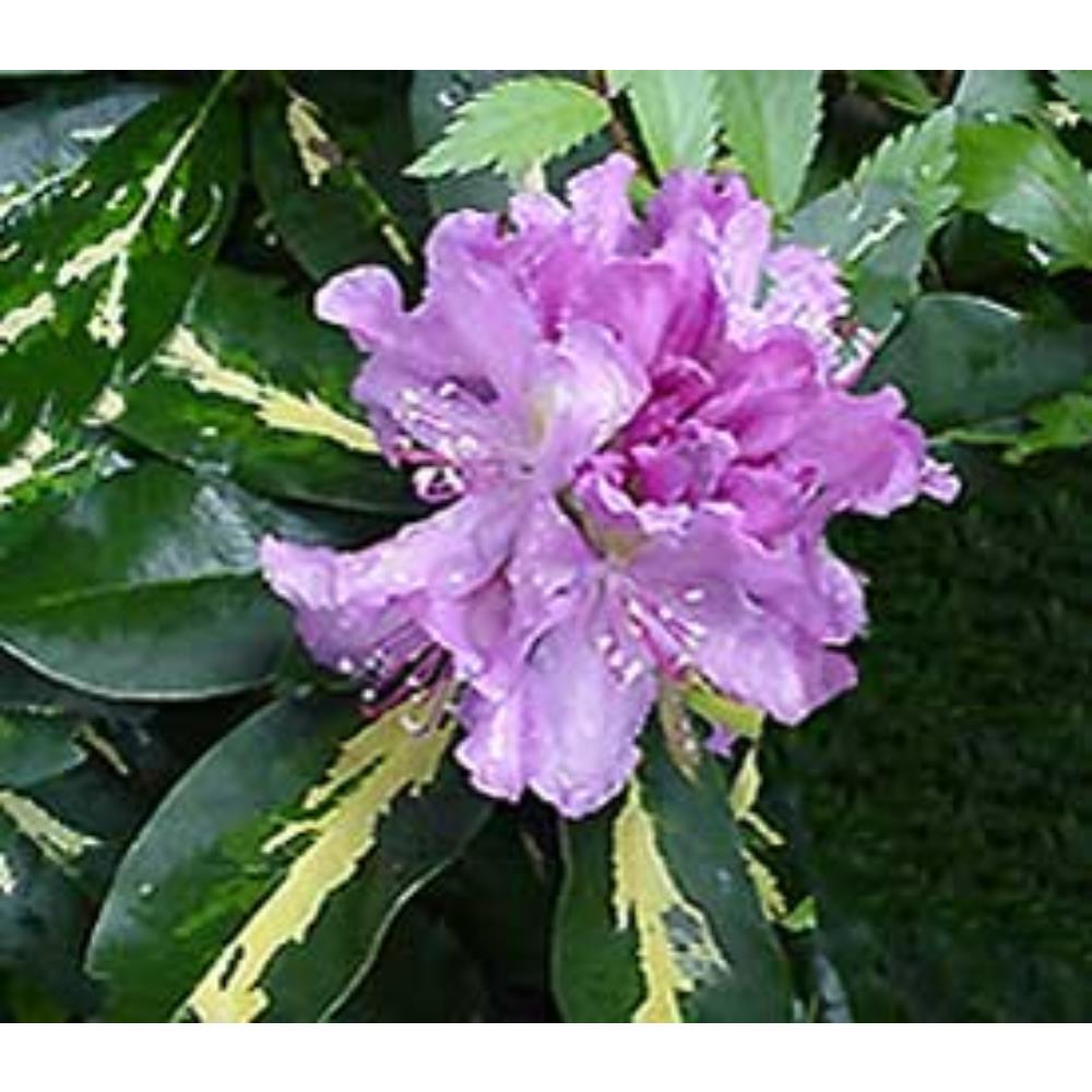 Rhododendron Hardy Hybrid Goldflimmer 7.5L