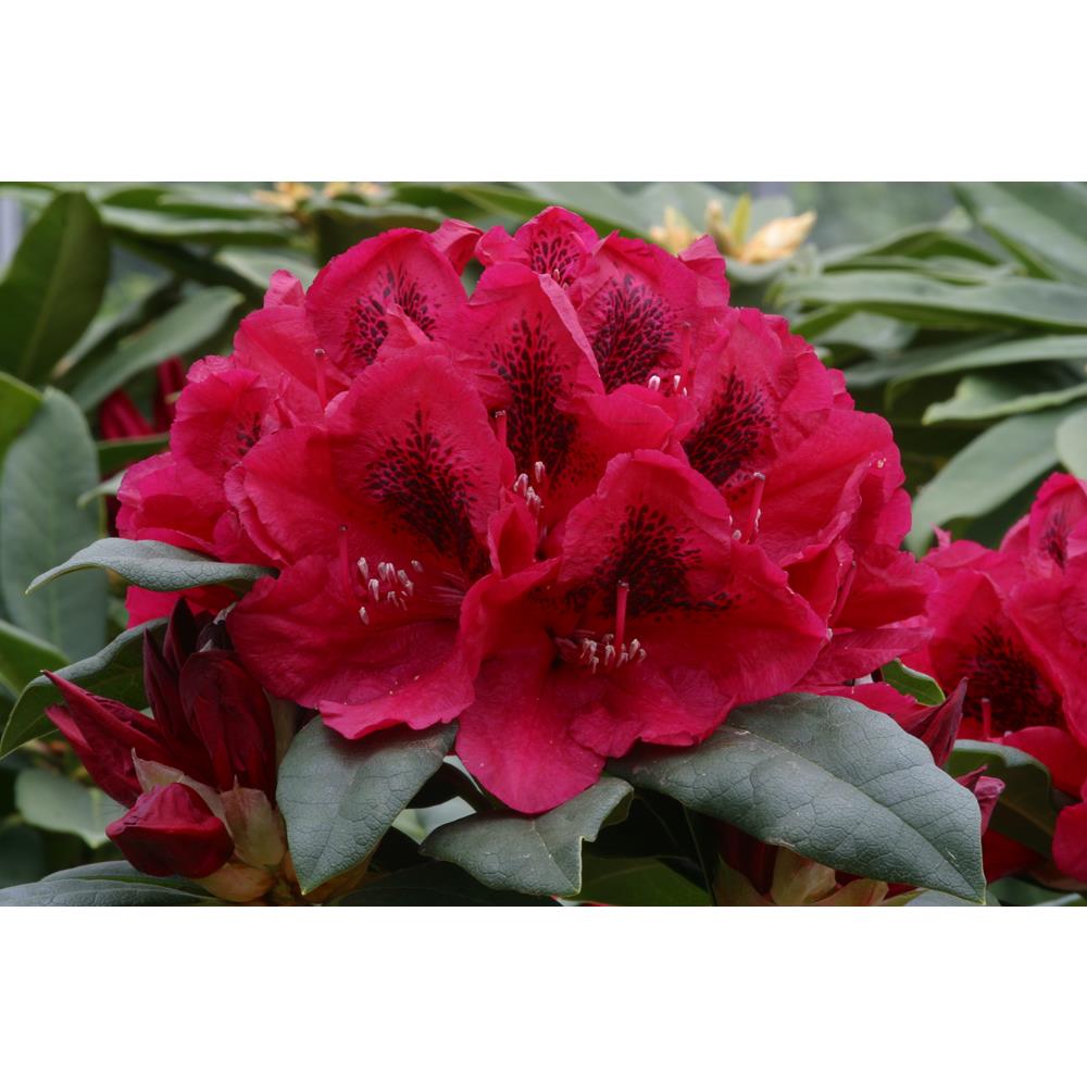 Rhododendron Lord Roberts 7.5L Hardy Hybrid Red