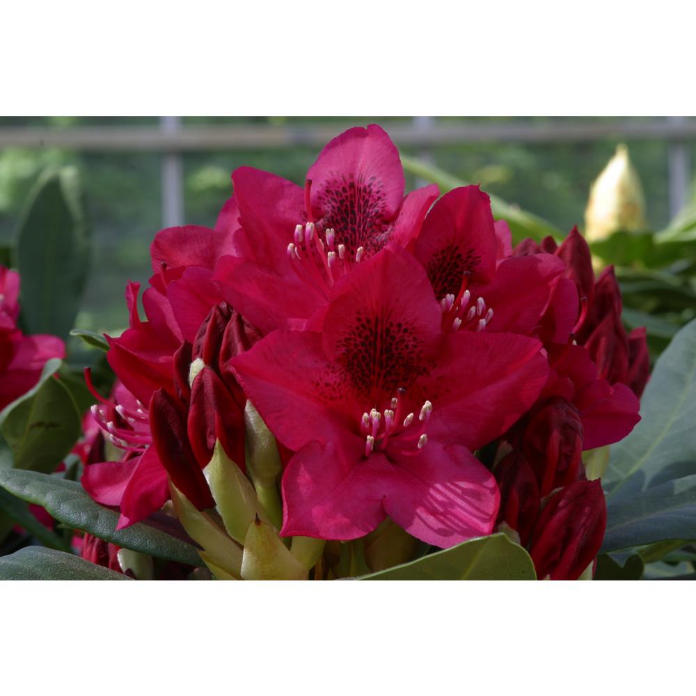Rhododendron Hardy Hybrid Nova Zembla 7.5L