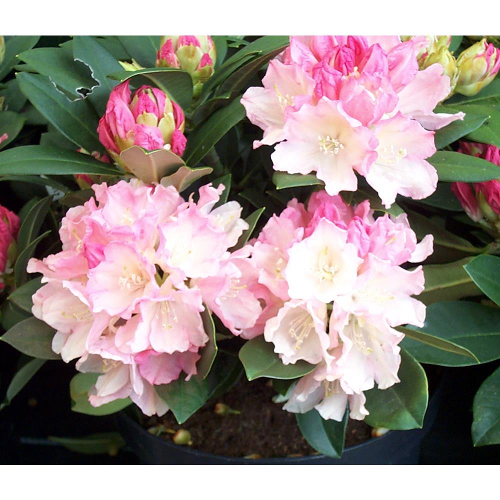 Rhododendron Yak Dreamland 3L