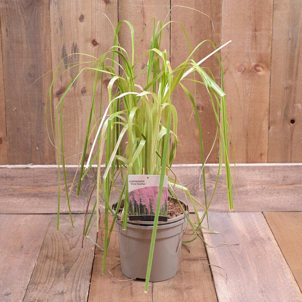 Cortaderia Sellona 'Pink Feather' 3L