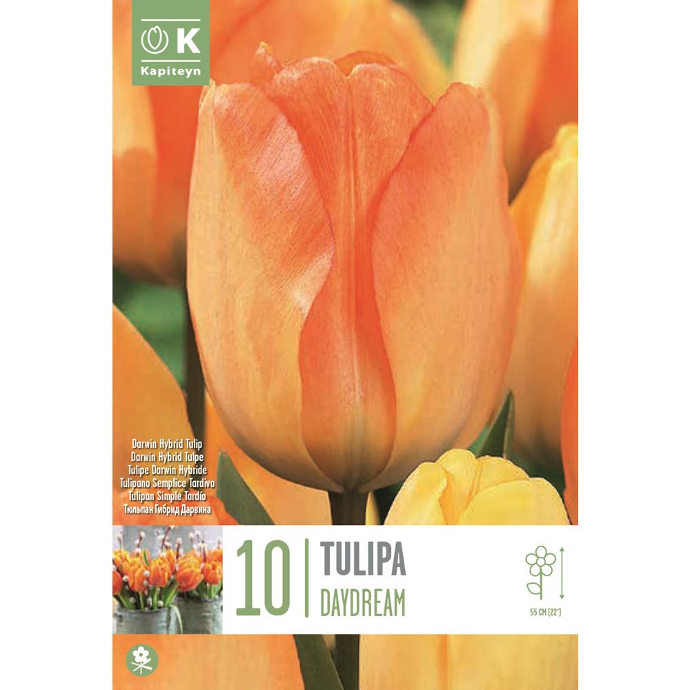 Tulip Daydream