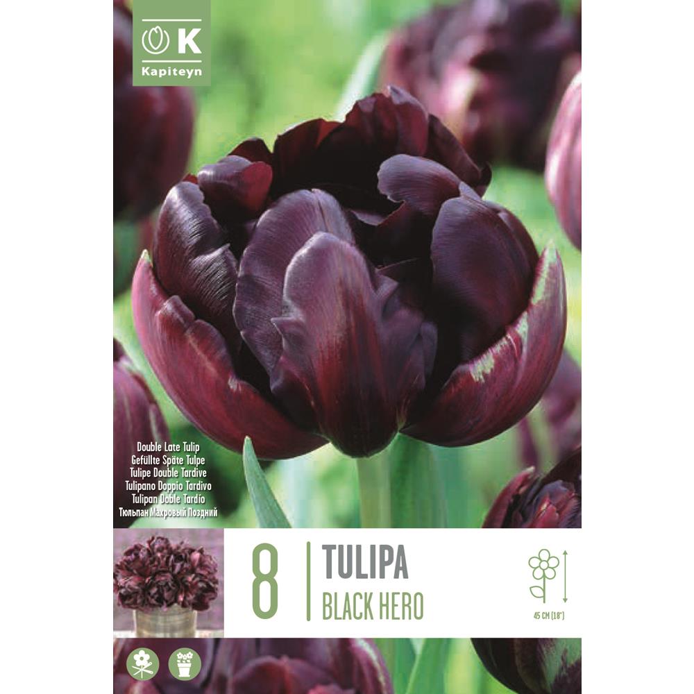 Tulip Double Black Hero