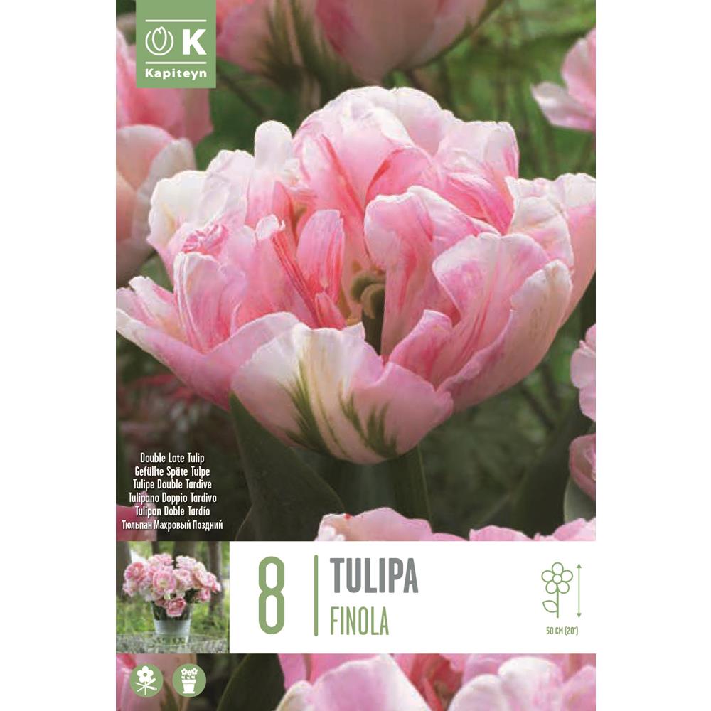 Tulip Double Blooming Finola