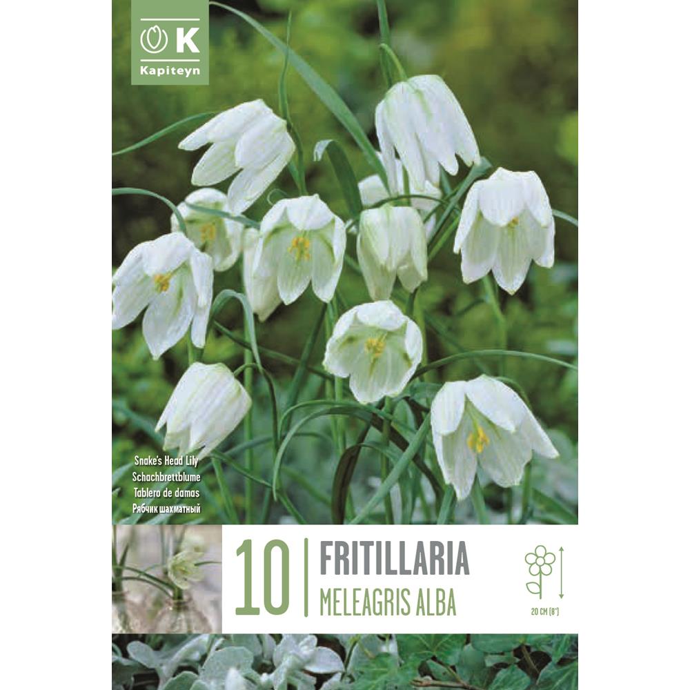 Fritillaria Meleagris Alba