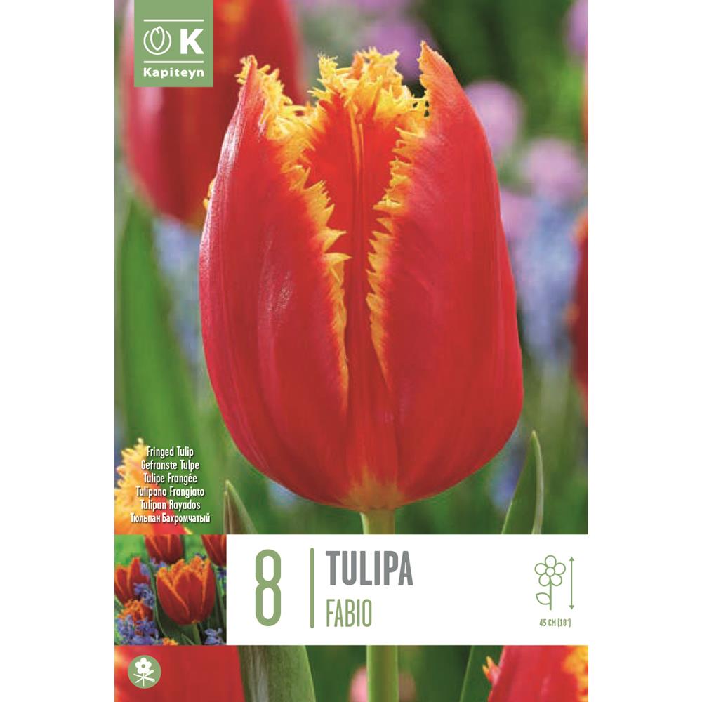 Tulip Fringed Fabio