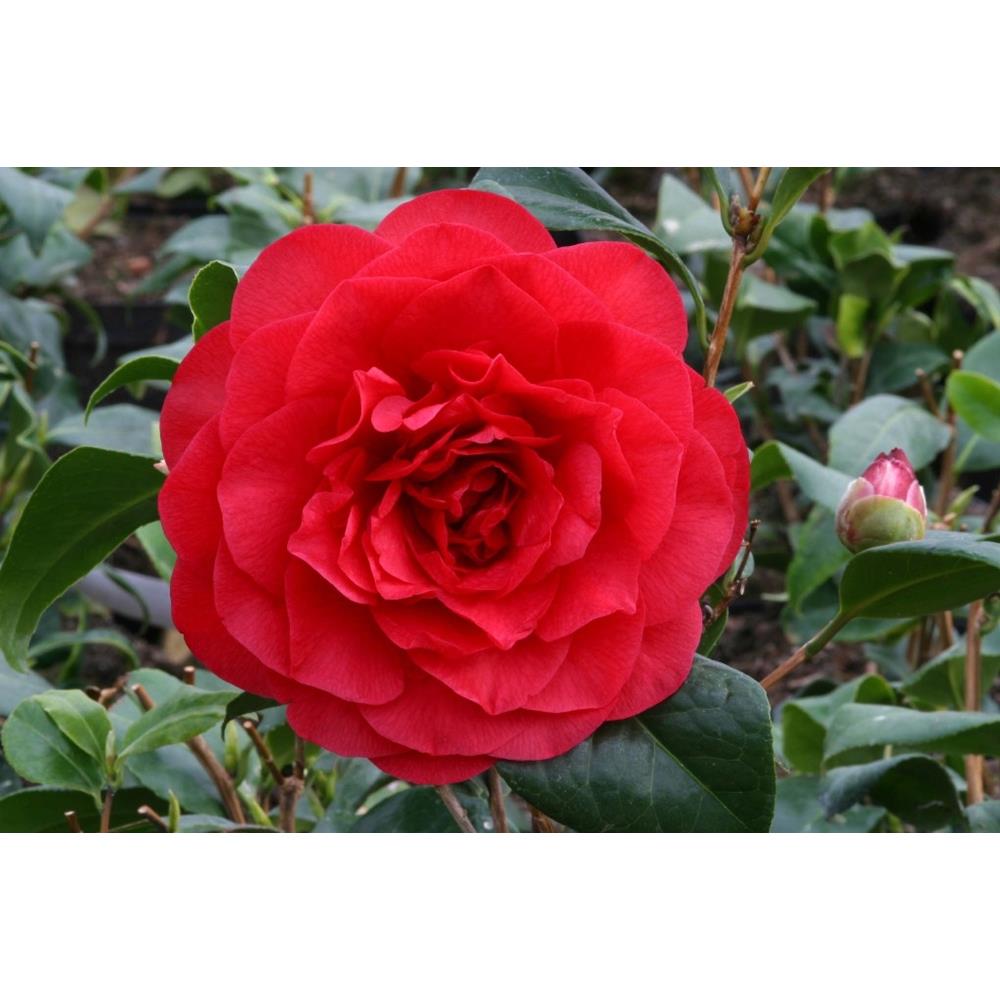 Les Jury V-4 Litre Camellia Red