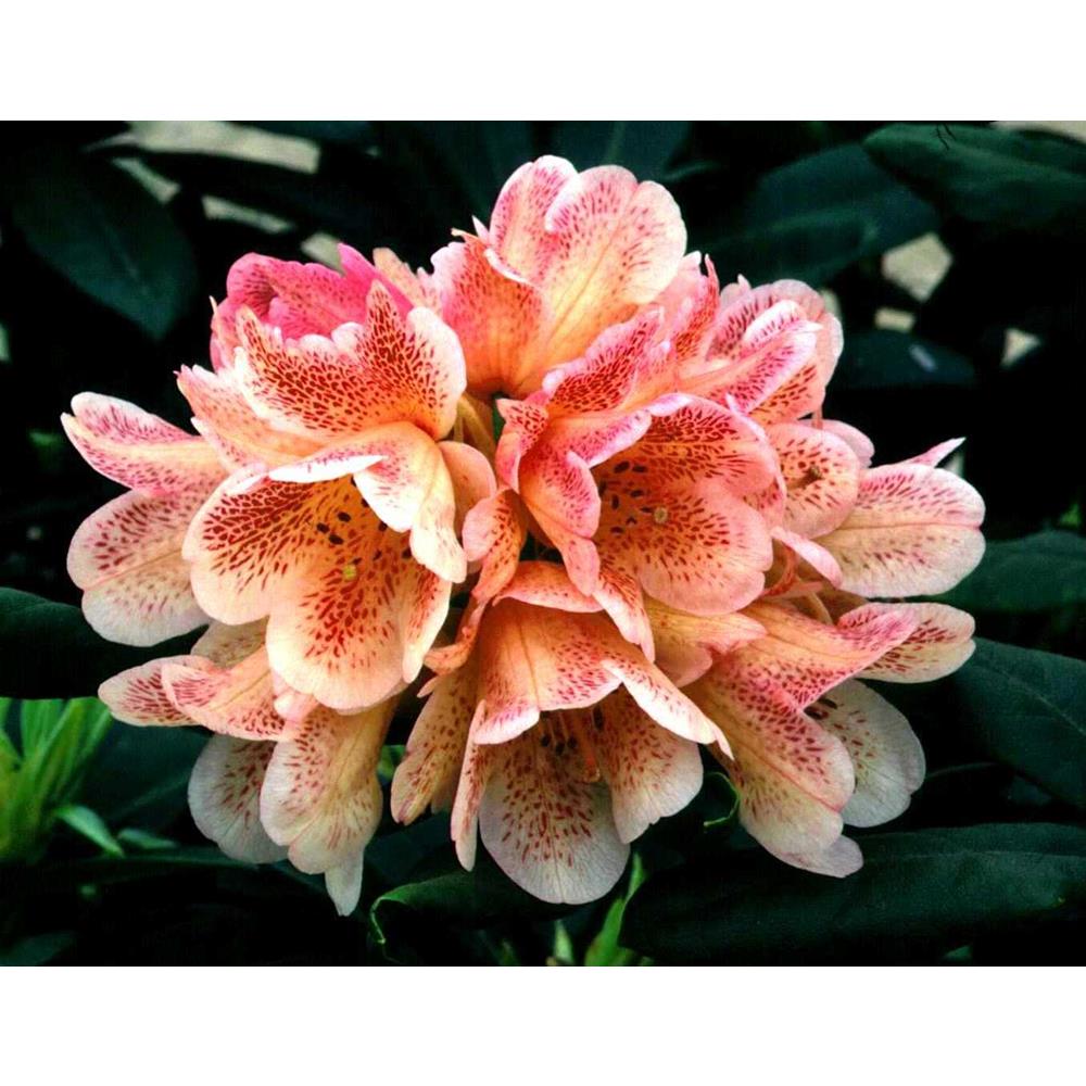 Rhododendron Compact Hybrid Firelight 7.5L