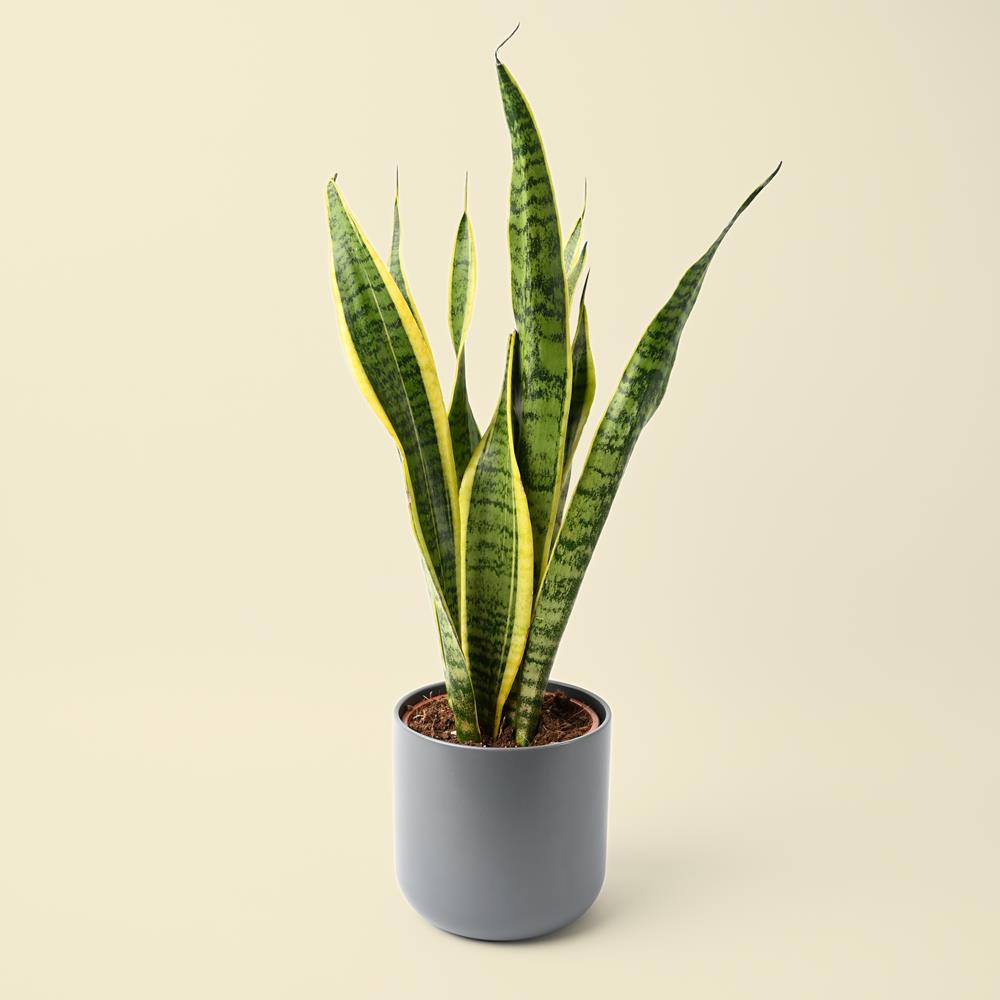 Sansevieria trifasciata Laurentii