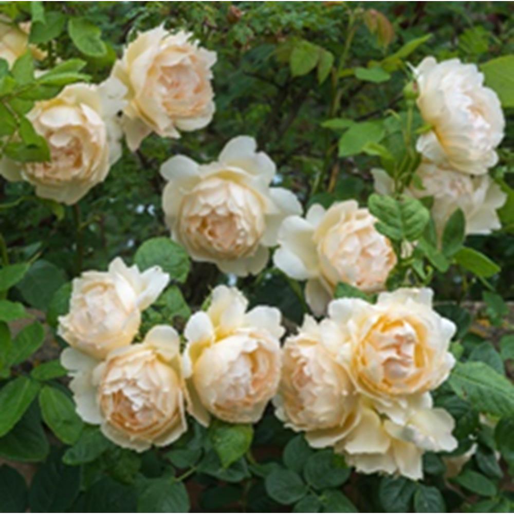 Rose Wollerton Old Hall Climber 6L