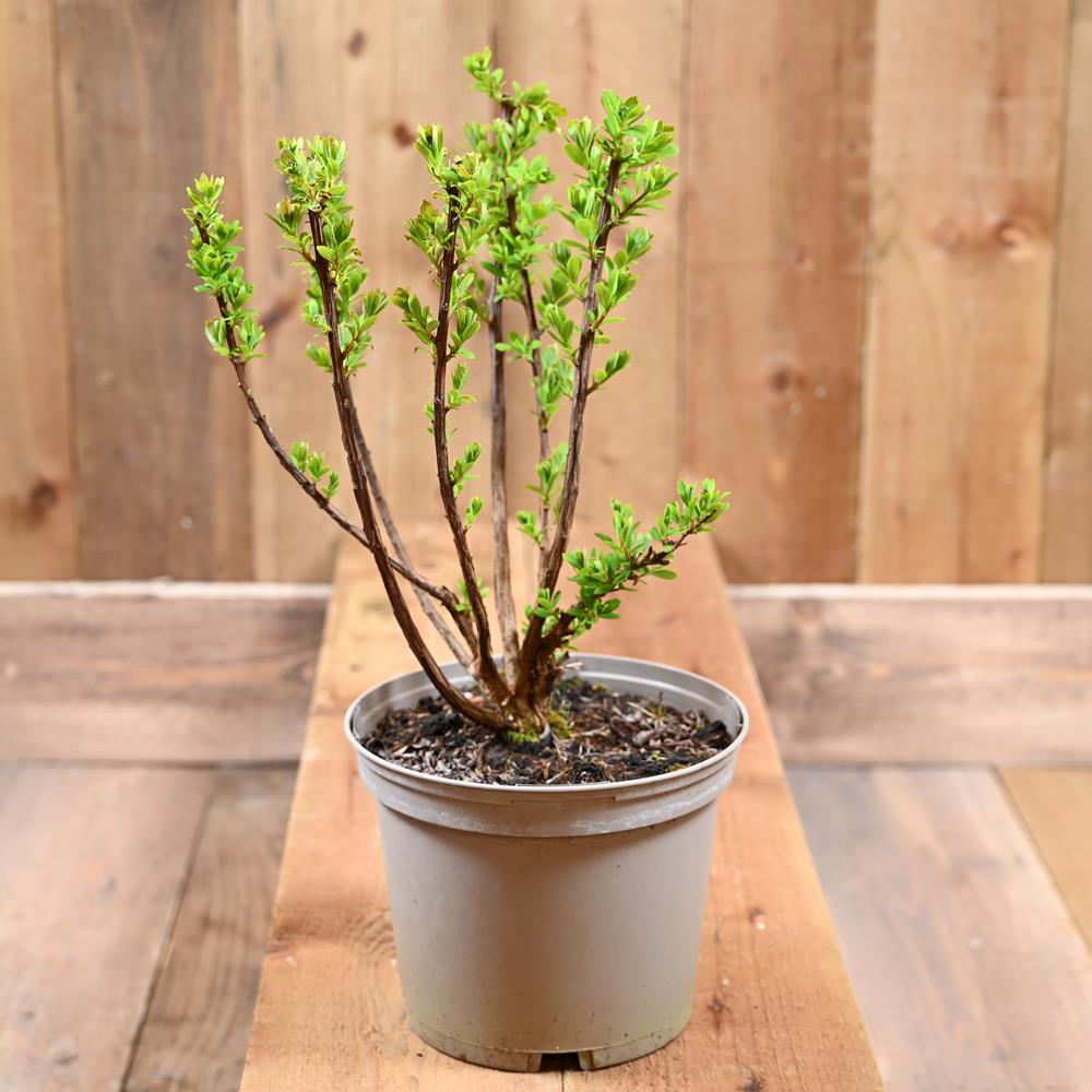 Spiraea Nipponica Snowmound 3L