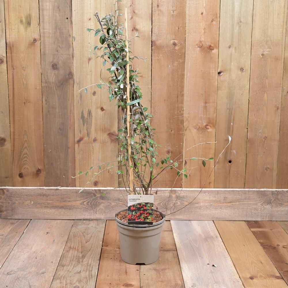 Cotoneaster Franchetii 3L