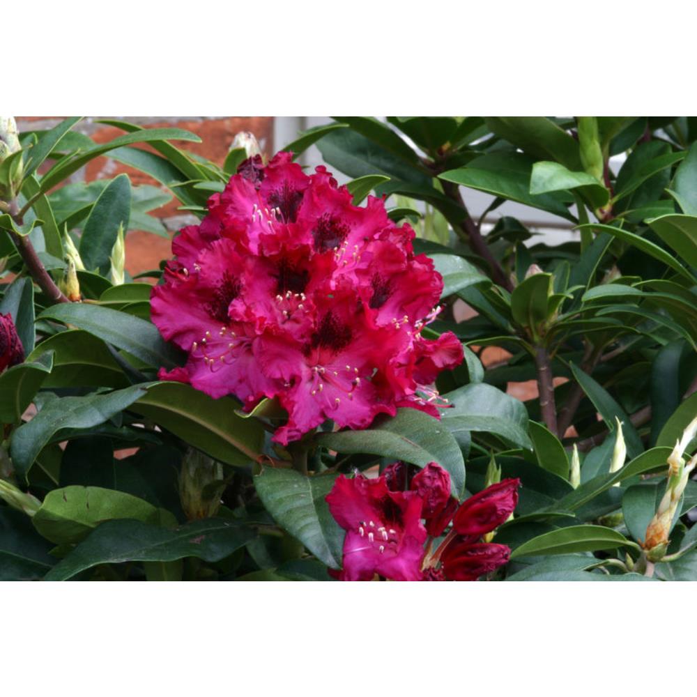 Rhododendron Marie Fortier 7.5L Compact Hybrd Red