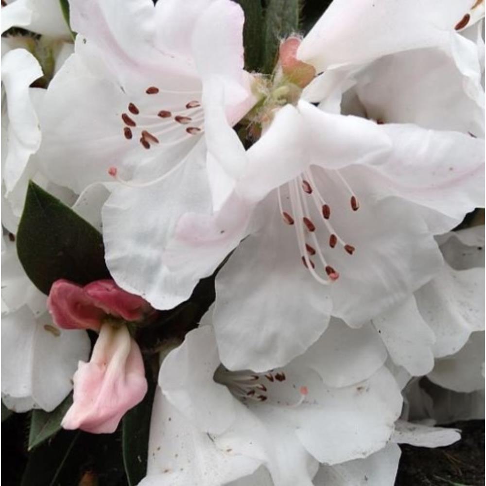 Rhododendron Dwarf Tinkerbird 3L