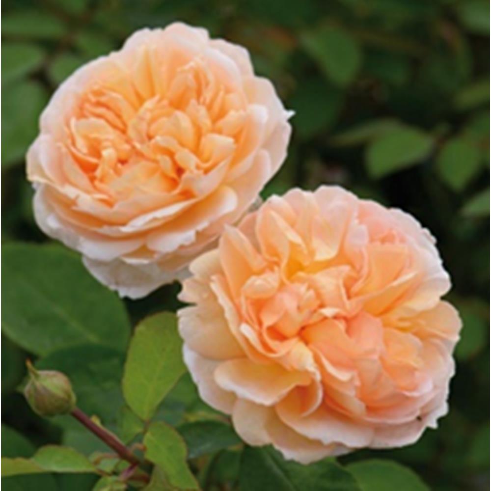 Rose The Lady Gardener Shrub 6L