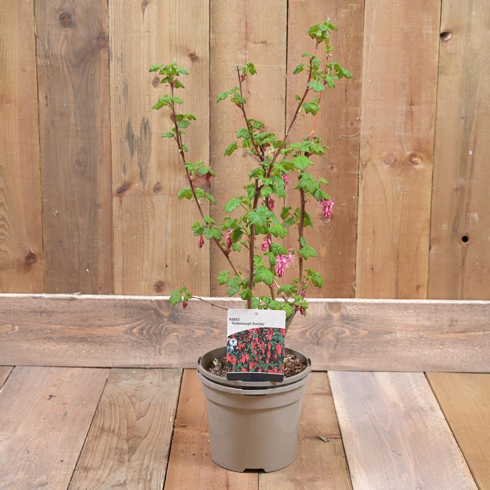 Ribes Sanguineum 'Pulborough Scarlet' 3L