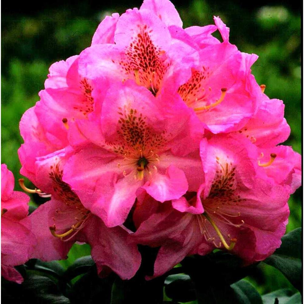 Rhododendron Scintillation 7.5L Hardy Hybrid Pink