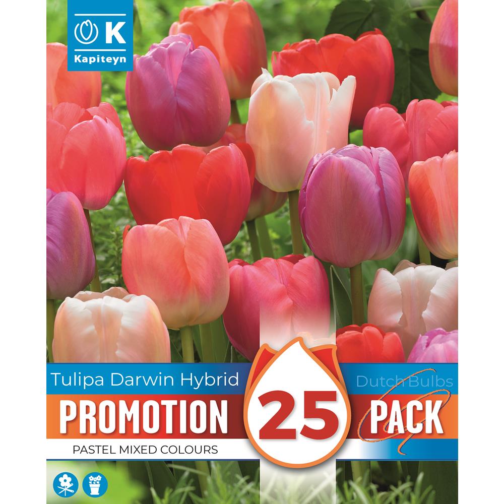 Promotional Tulip Pastel Mixed