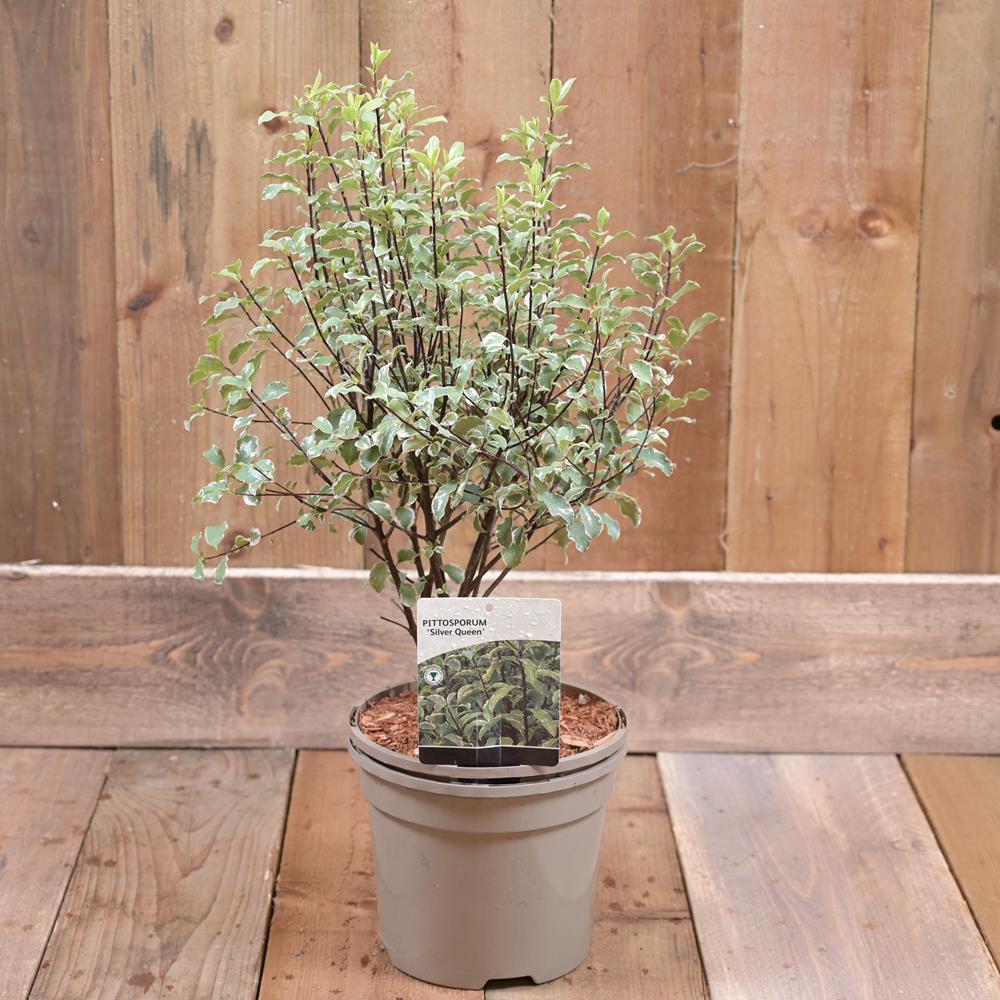 Pittosporum 'Silver Queen' 3L