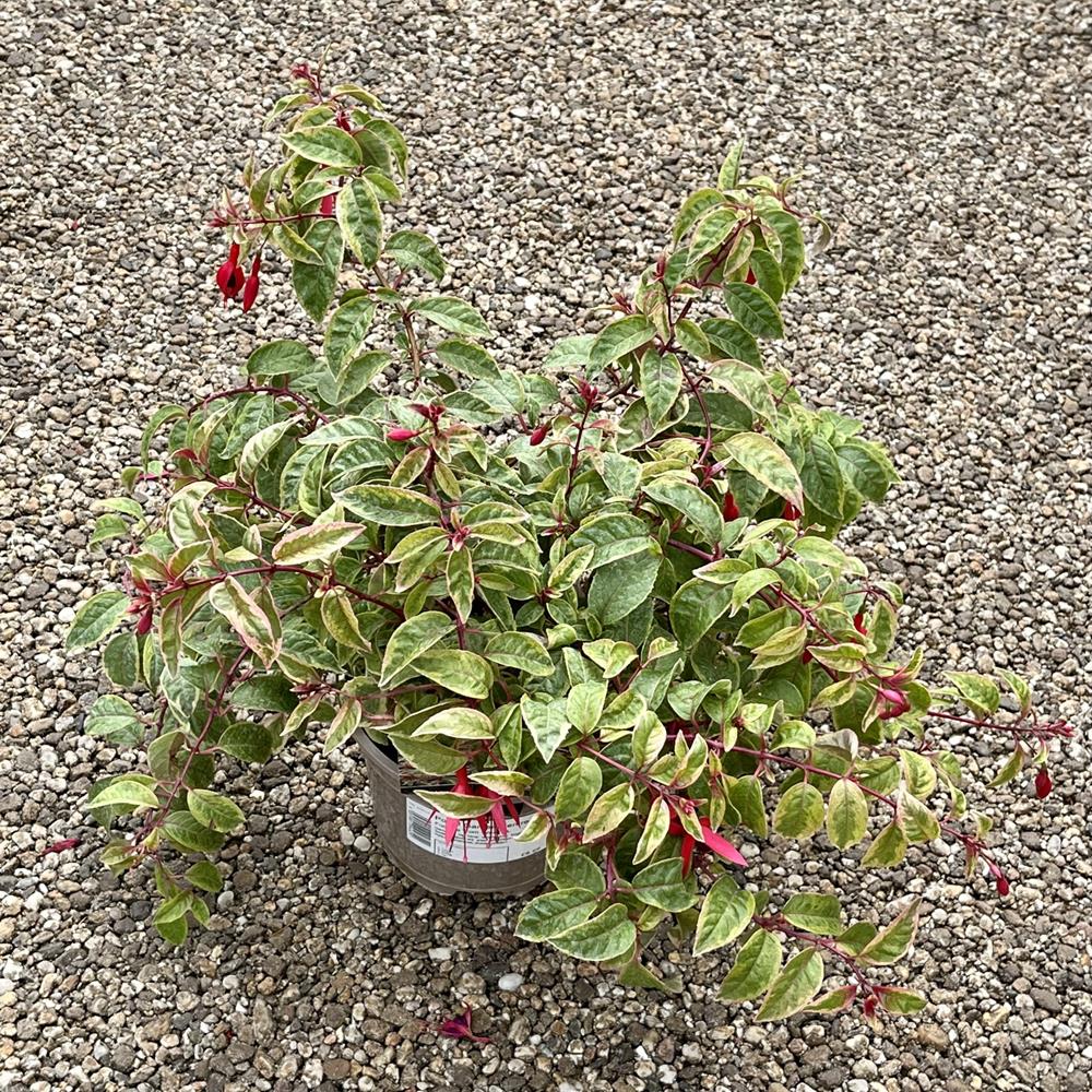 Fuchsia 'Tom West' 2L