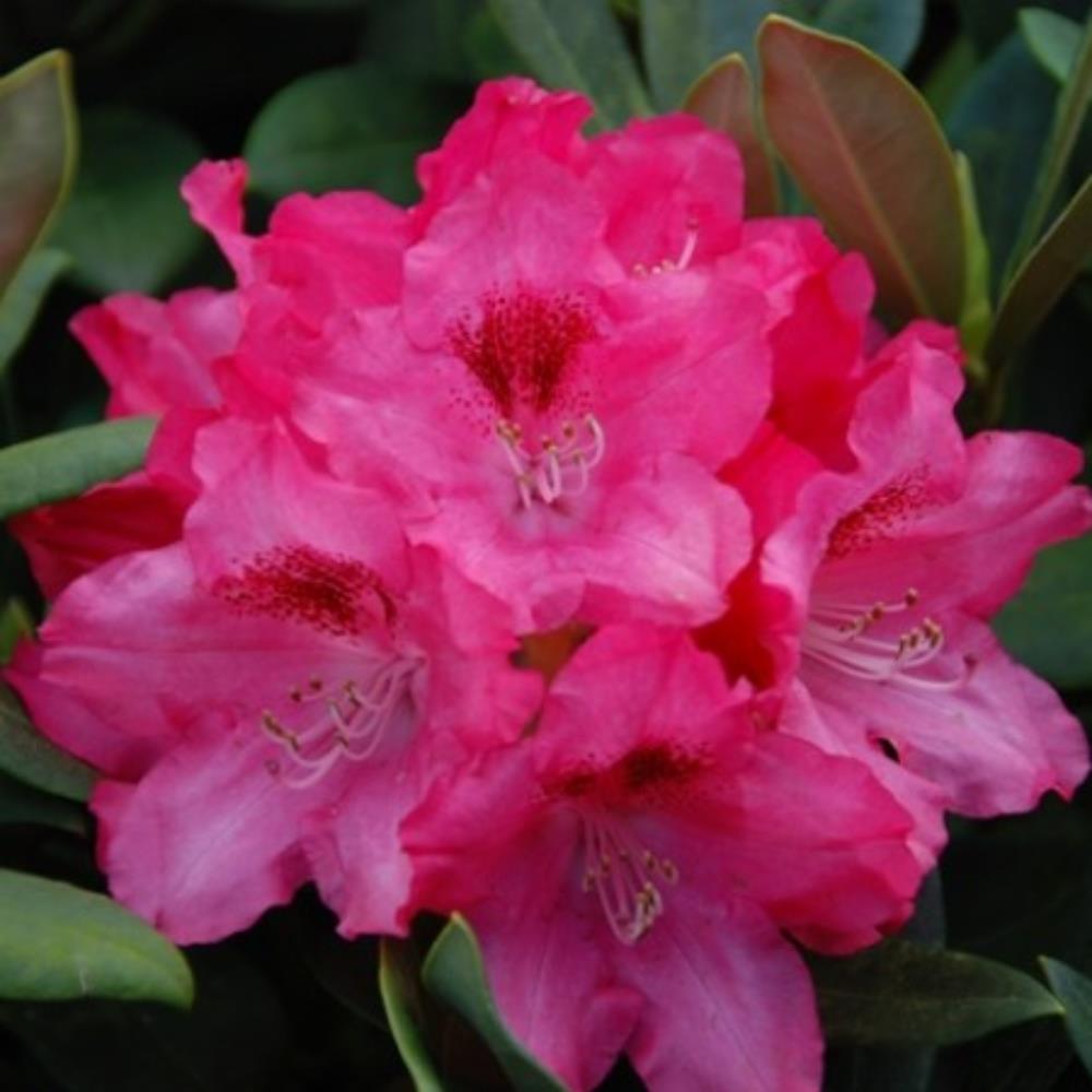 Rhododendron Yak Sneezy 3L