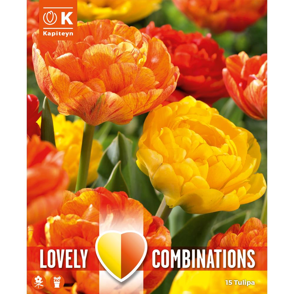 Tulip Duopack (Double Blooming) Yellow/Orange