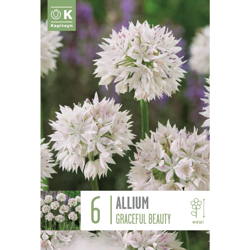 Allium Gracefull Beauty