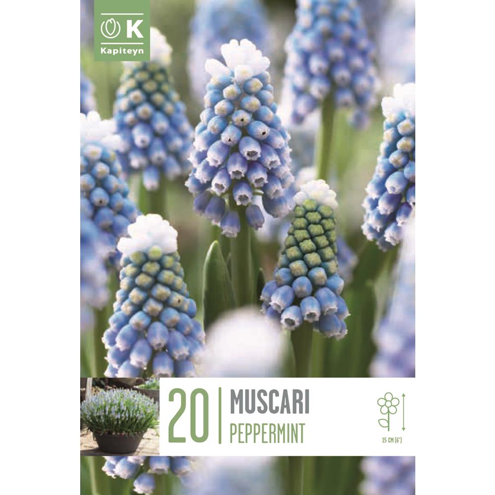 Muscari Peppermint