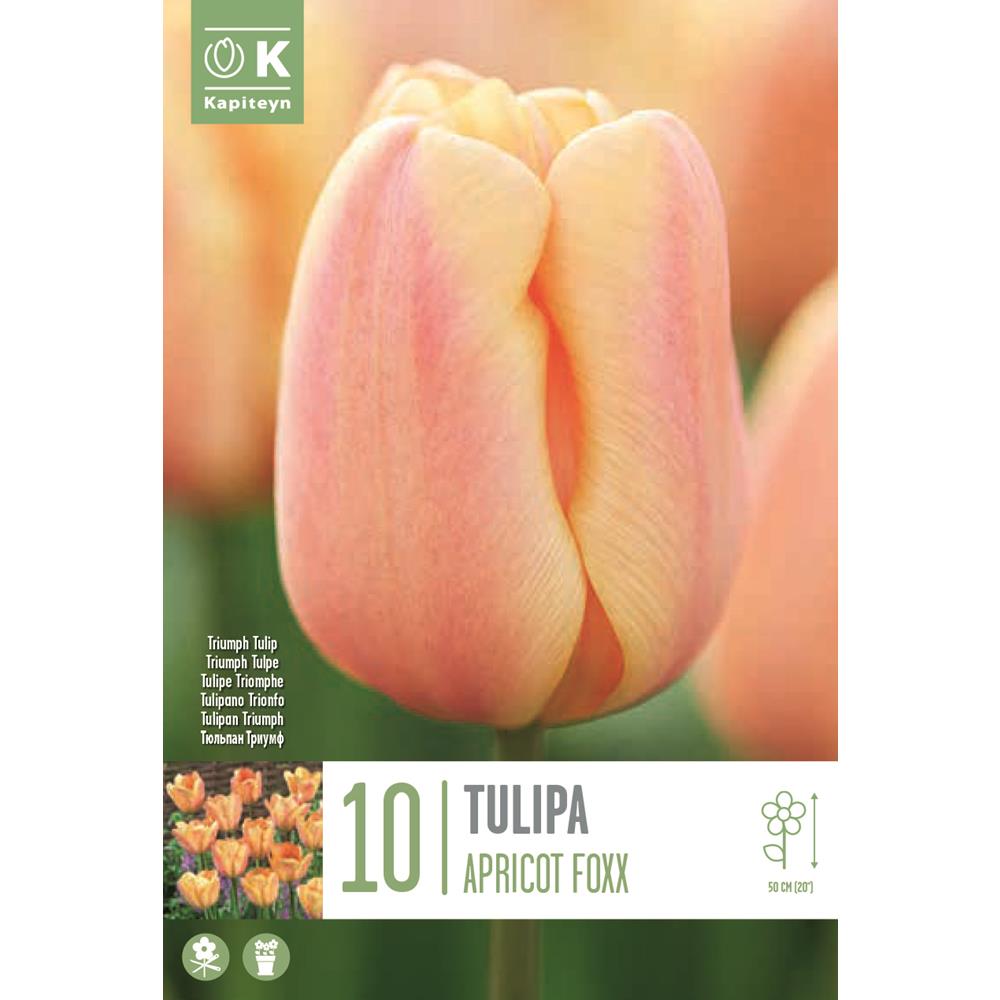 Tulip Apricot Foxx