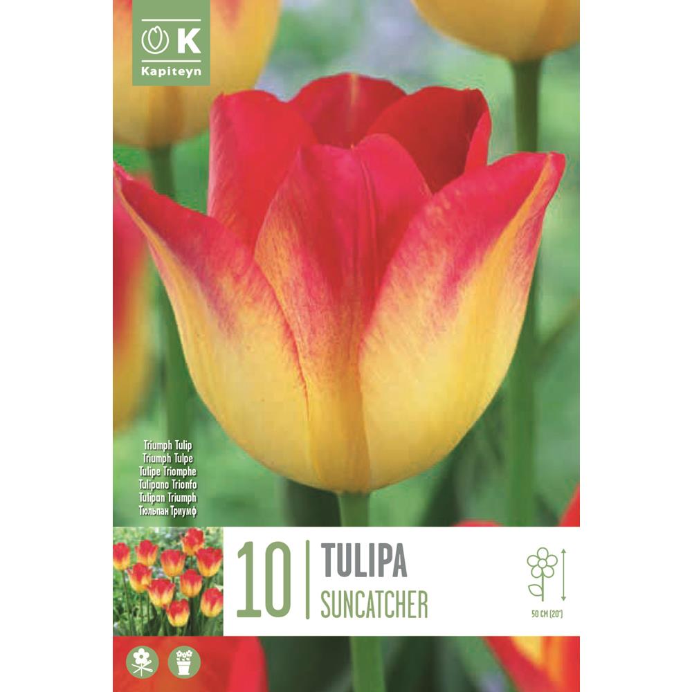 Tulip Triumph Suncatcher