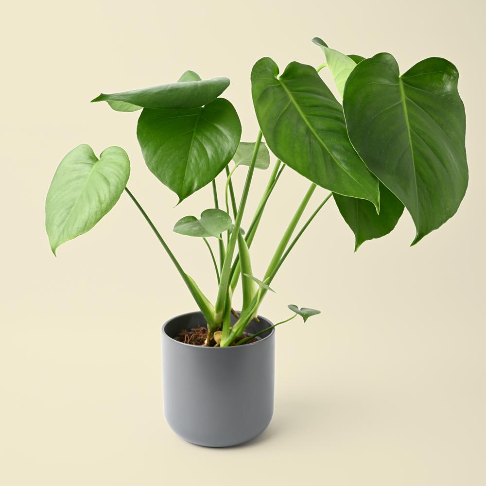 Monstera delicosa - Houseplant - Polhill Garden Centre