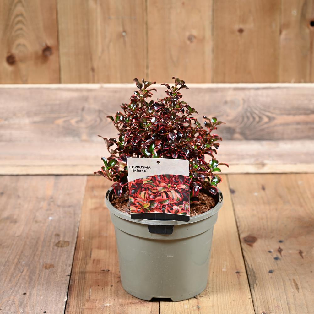 Coprosma 'Inferno' 3L