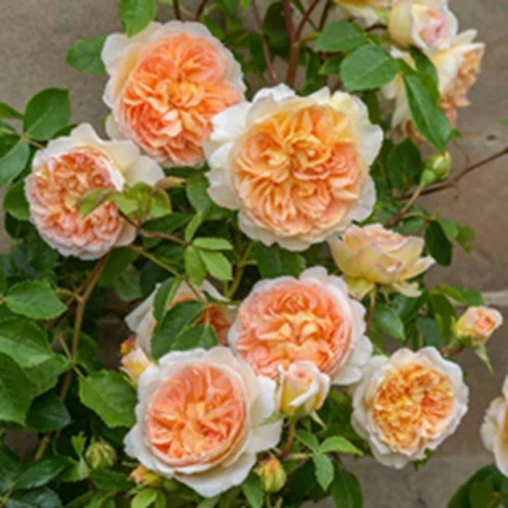 Rose Bathsheba Climber 6L