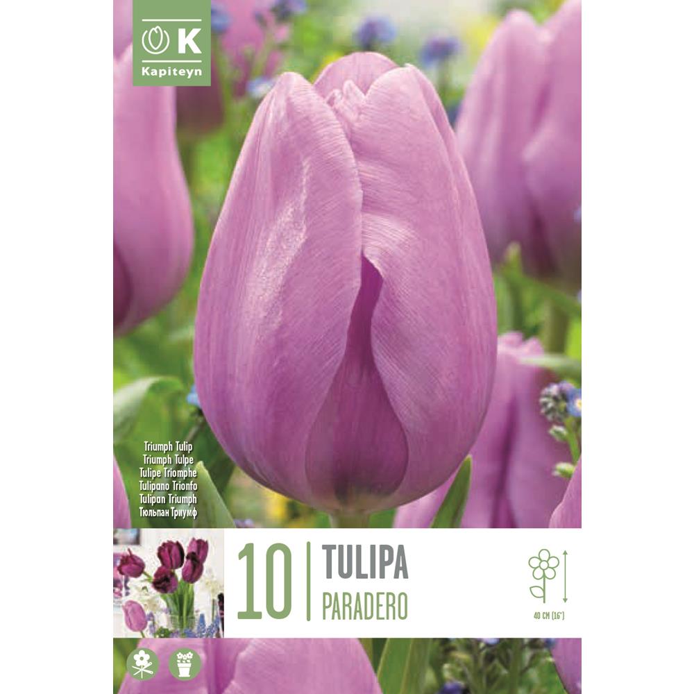 Tulip Triumph Paradero