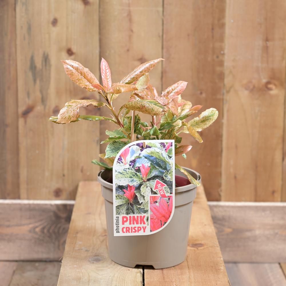 Photinia Serratifolia 'Pink Crispy' 2L