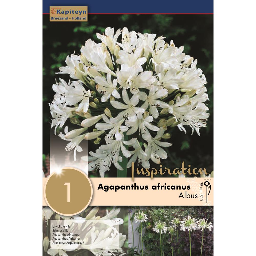 Agapanthus Africanus Albus