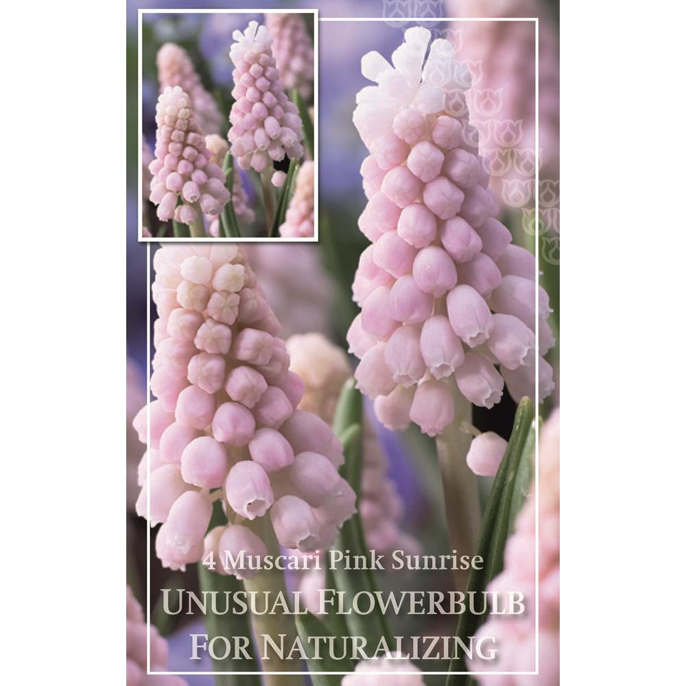 Muscari Pink Sunrise