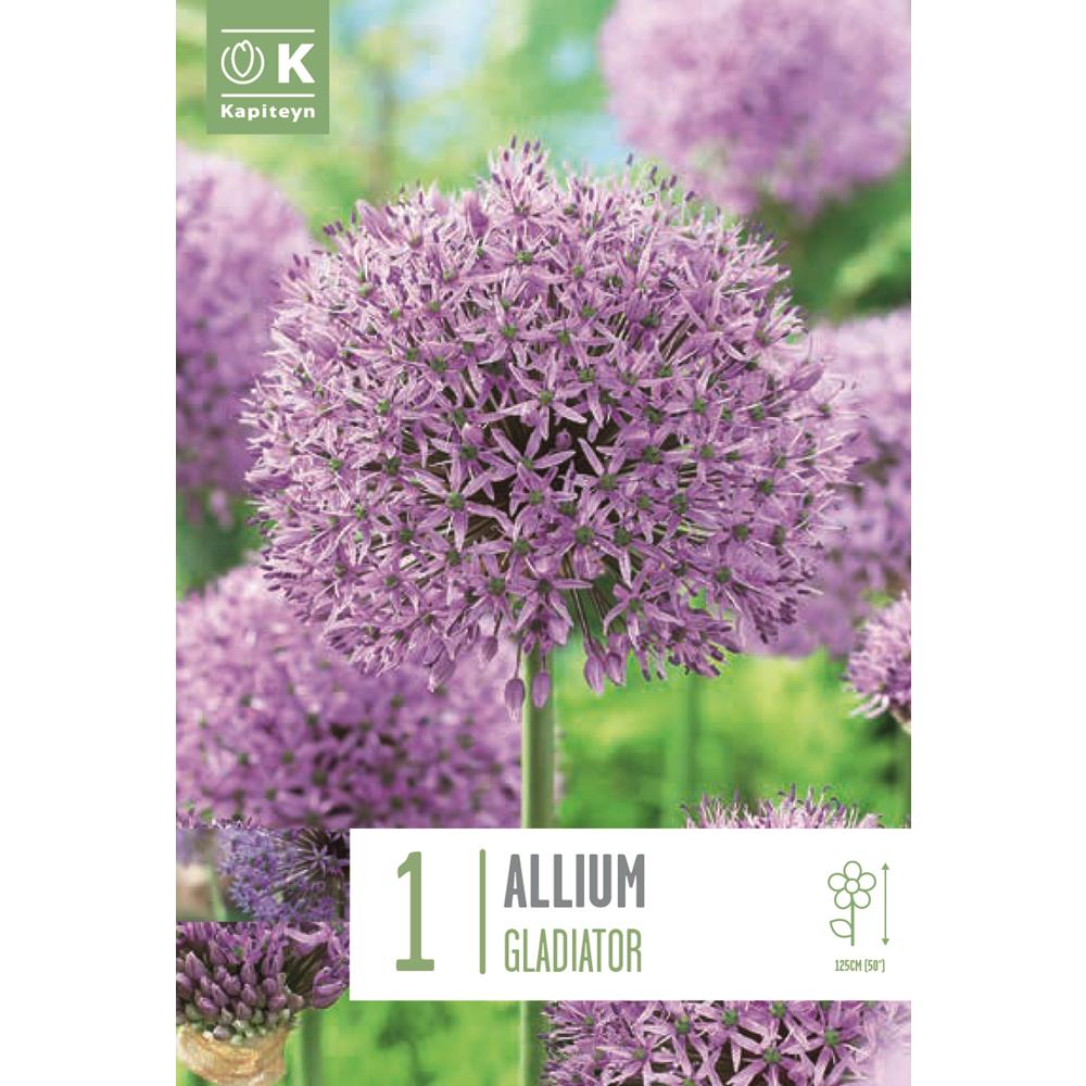 Allium Gladiator