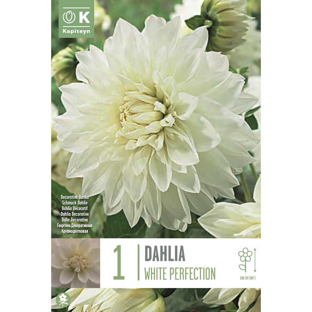 Dahlia White Perfection