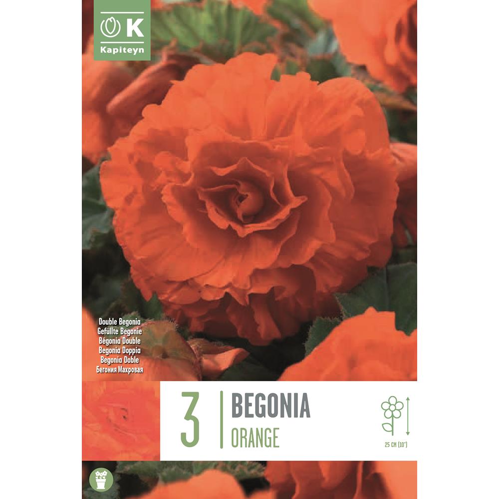 Begonia Double Orange