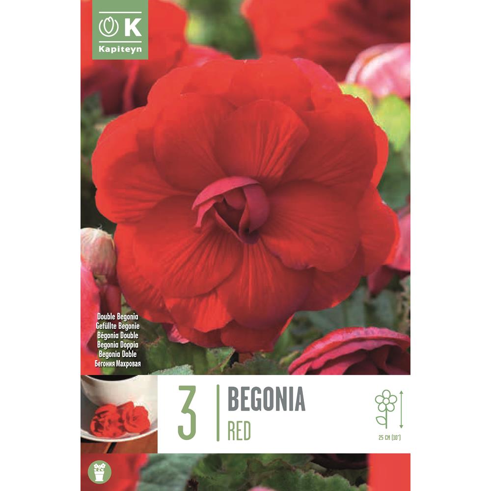 Begonia Double Red  