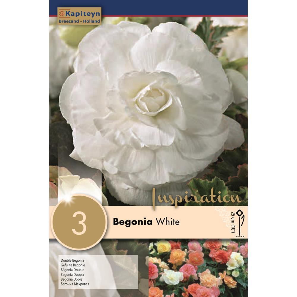 Begonia Double White 