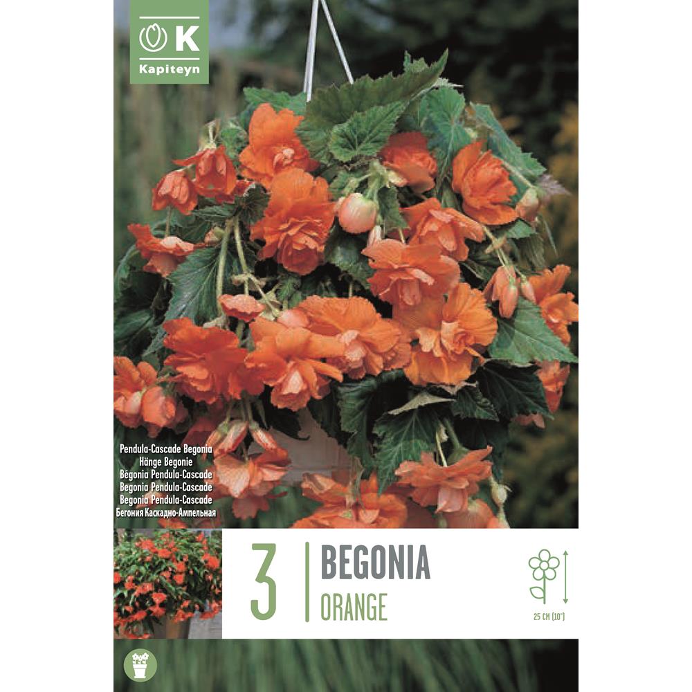 Begonia Pendula Cascade Orange