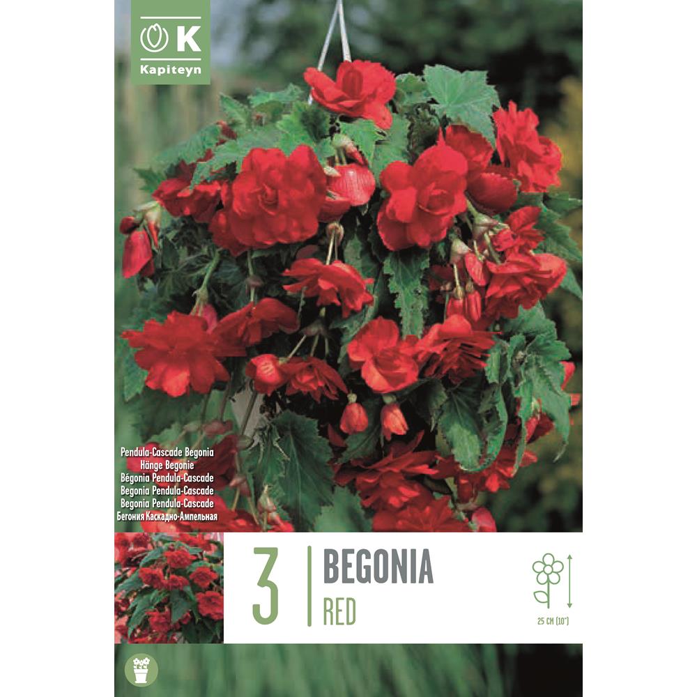 Begonia Pendula Cascade Red
