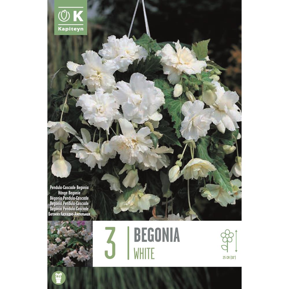 Begonia Pendula Cascade White